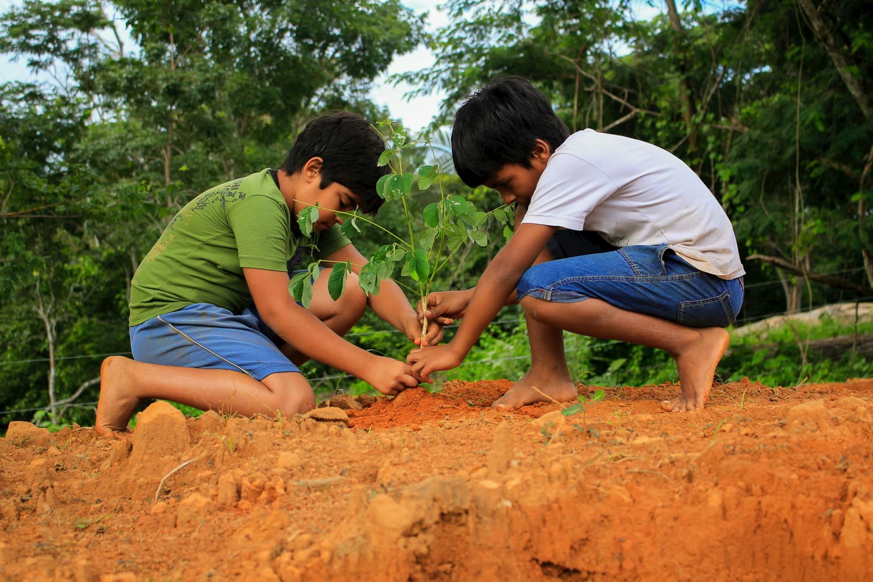 Two children planting a tree